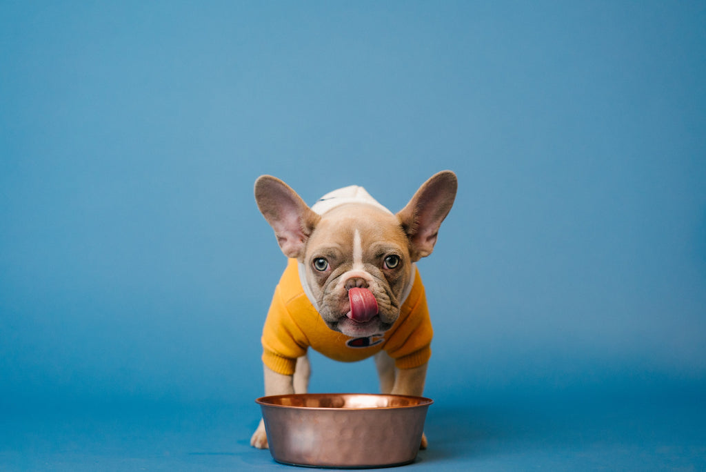 What's for Dinner?  The Recipe for Doggie Wellness