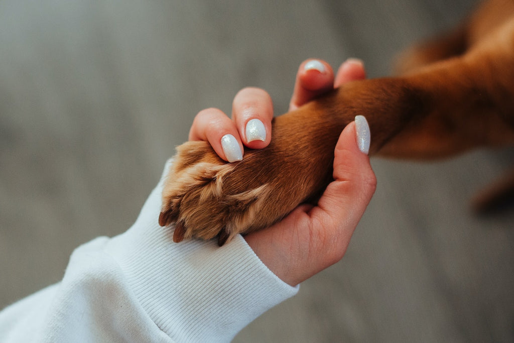 5 Benefits Of Giving Your Dog A Spa Day!