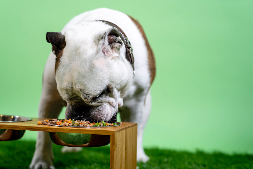 Always Better Raw: Winning Doggie Diets