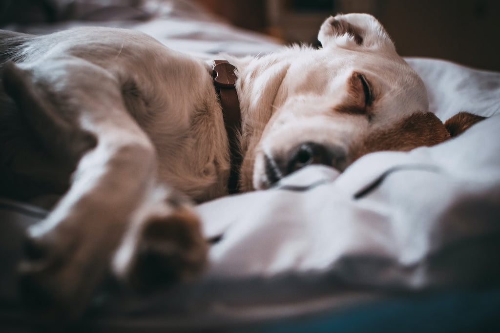 Is Your Dog Getting a Good Night's Sleep?